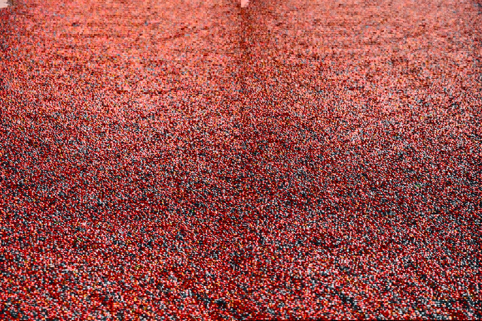 a pile of red coffee beans laying on the ground