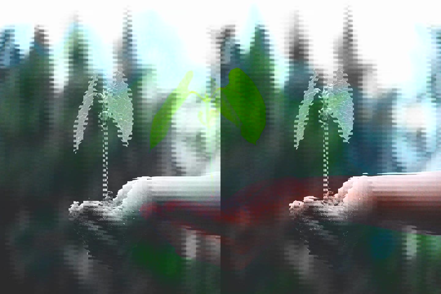 a person is holding a small plant in their hands