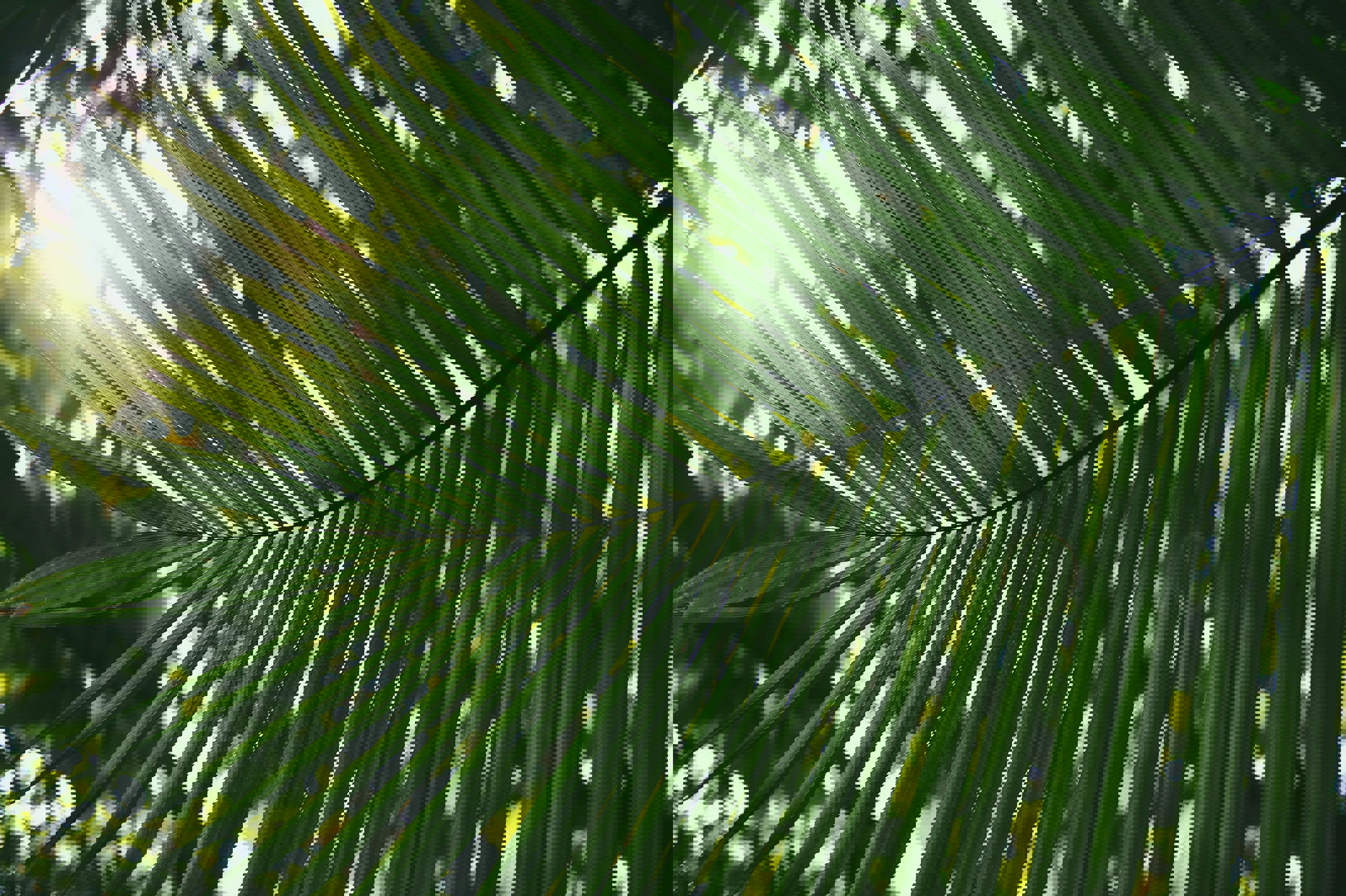 the sun shines through the leaves of a palm tree