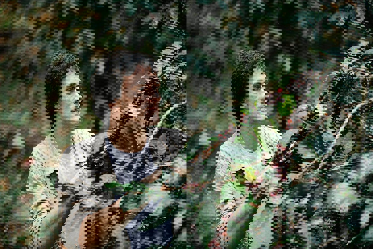 a man is picking coffee beans from a tree