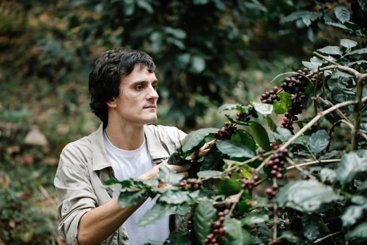 a man is picking coffee beans from a tree