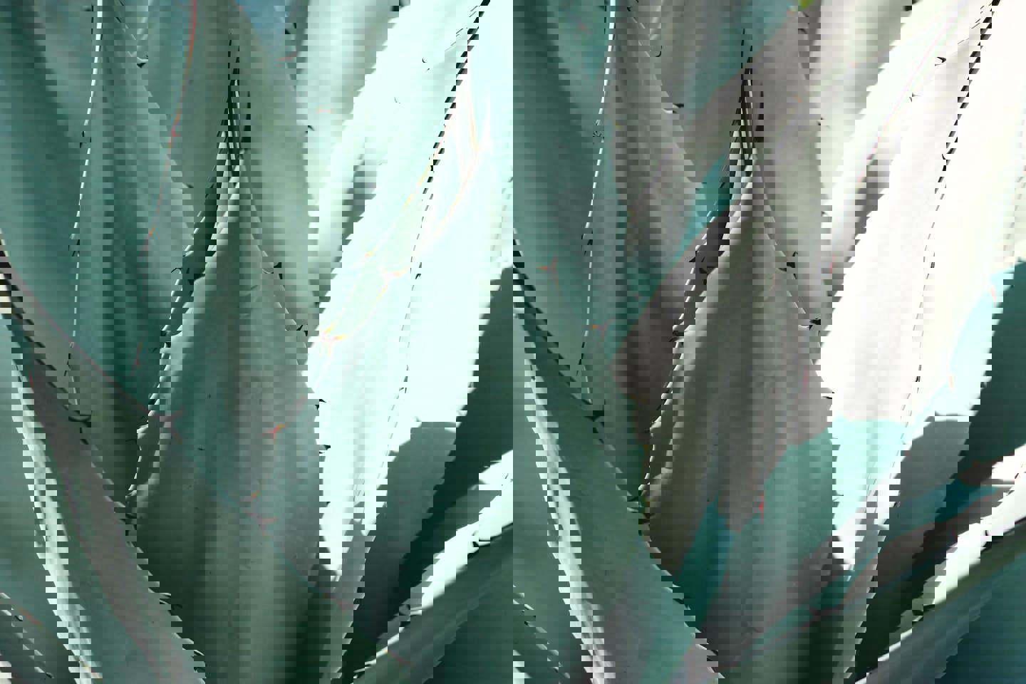 a close up of the leaves of an agave plant