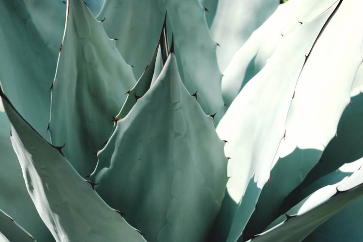 a close up of the leaves of an agave plant
