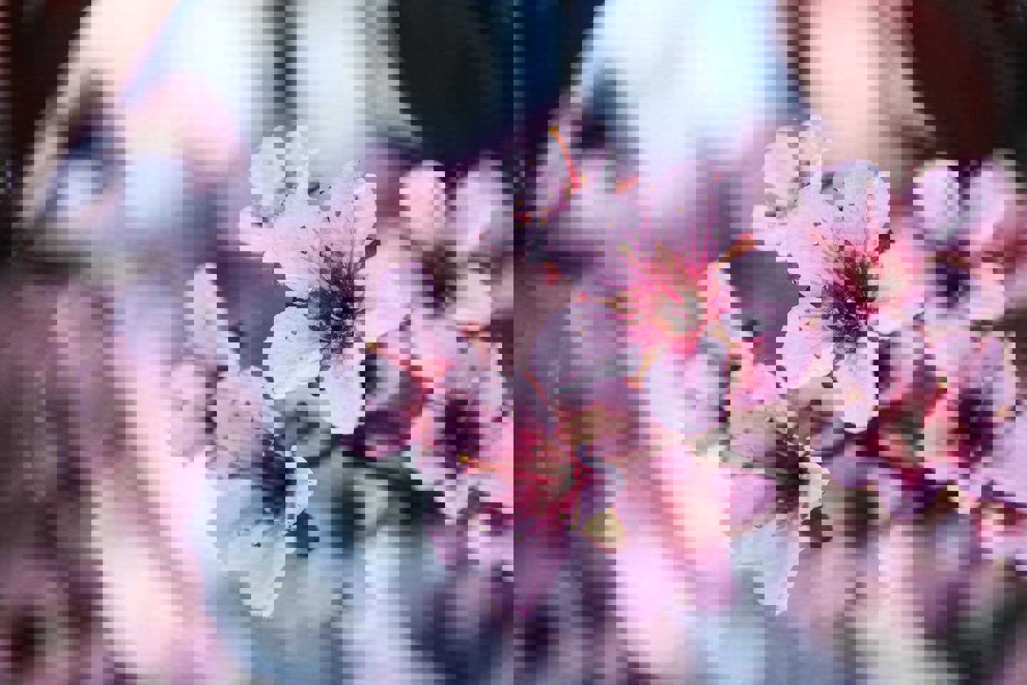 a close up of pink cherry blossoms on a tree branch