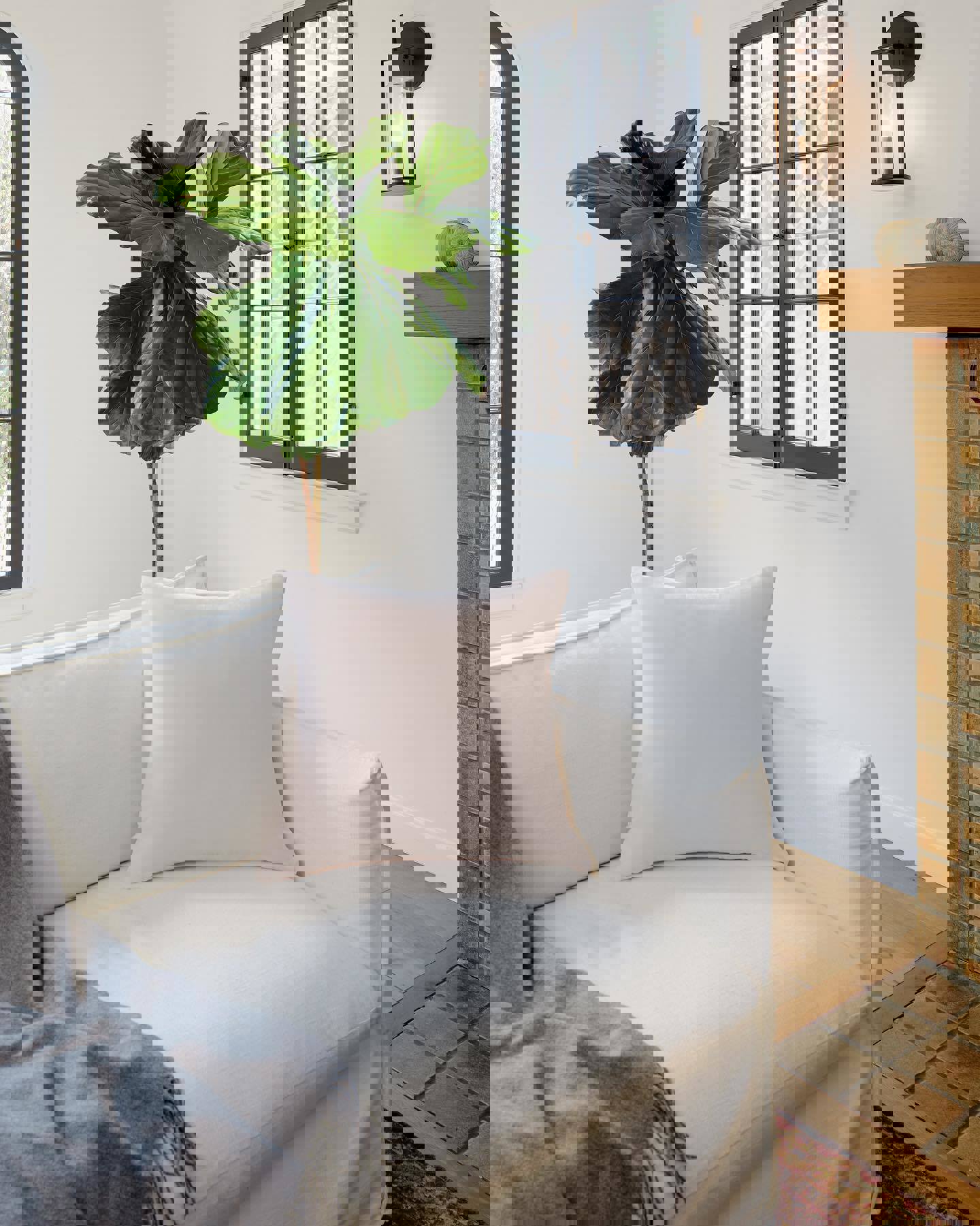 a white couch with a pink pillow and a fiddle leaf fig tree in the background