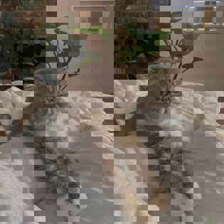 a cat is laying on a bed with a plant in the background