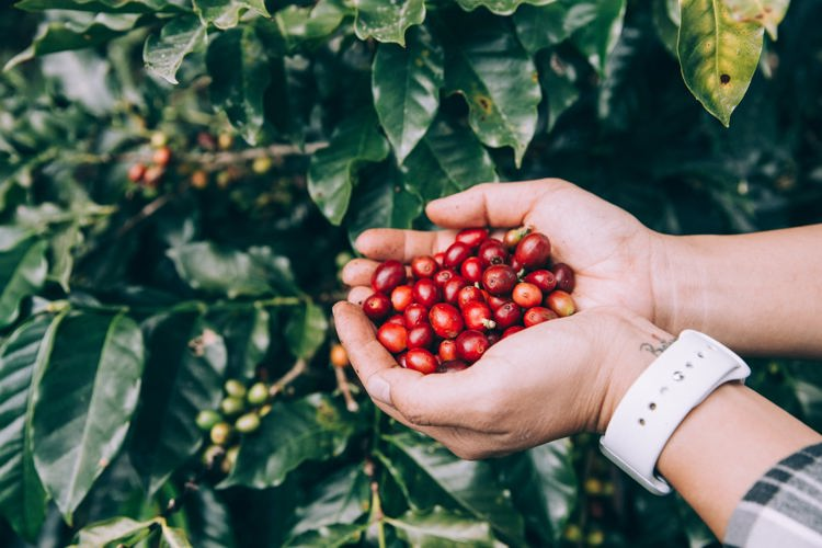 a person holding red coffee beans in their hands
