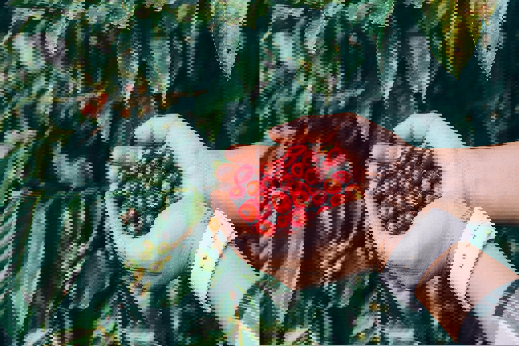 a person holding a bunch of red coffee beans in their hands