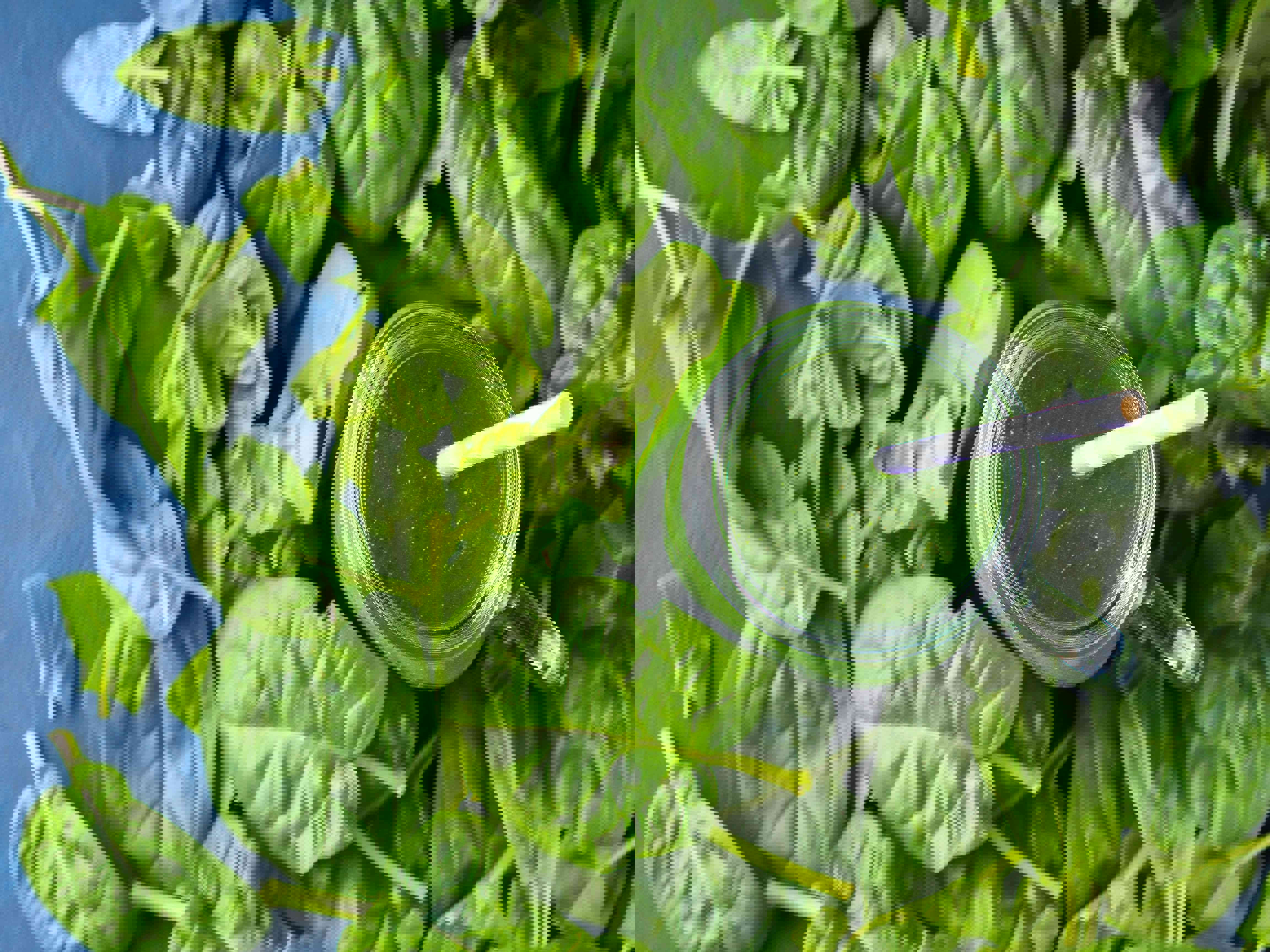 Jow Vitamins for Picky Eaters