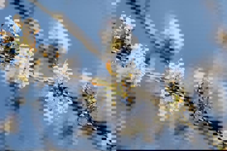 a close up of white flowers on a tree branch against a blue sky