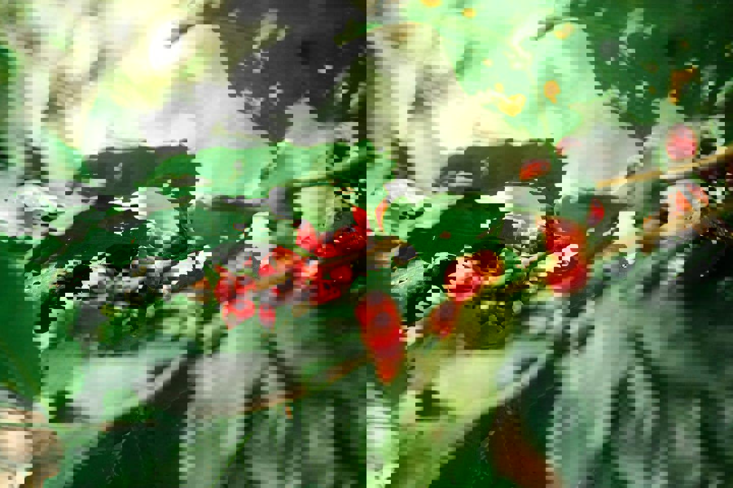 red coffee beans are growing on a tree branch