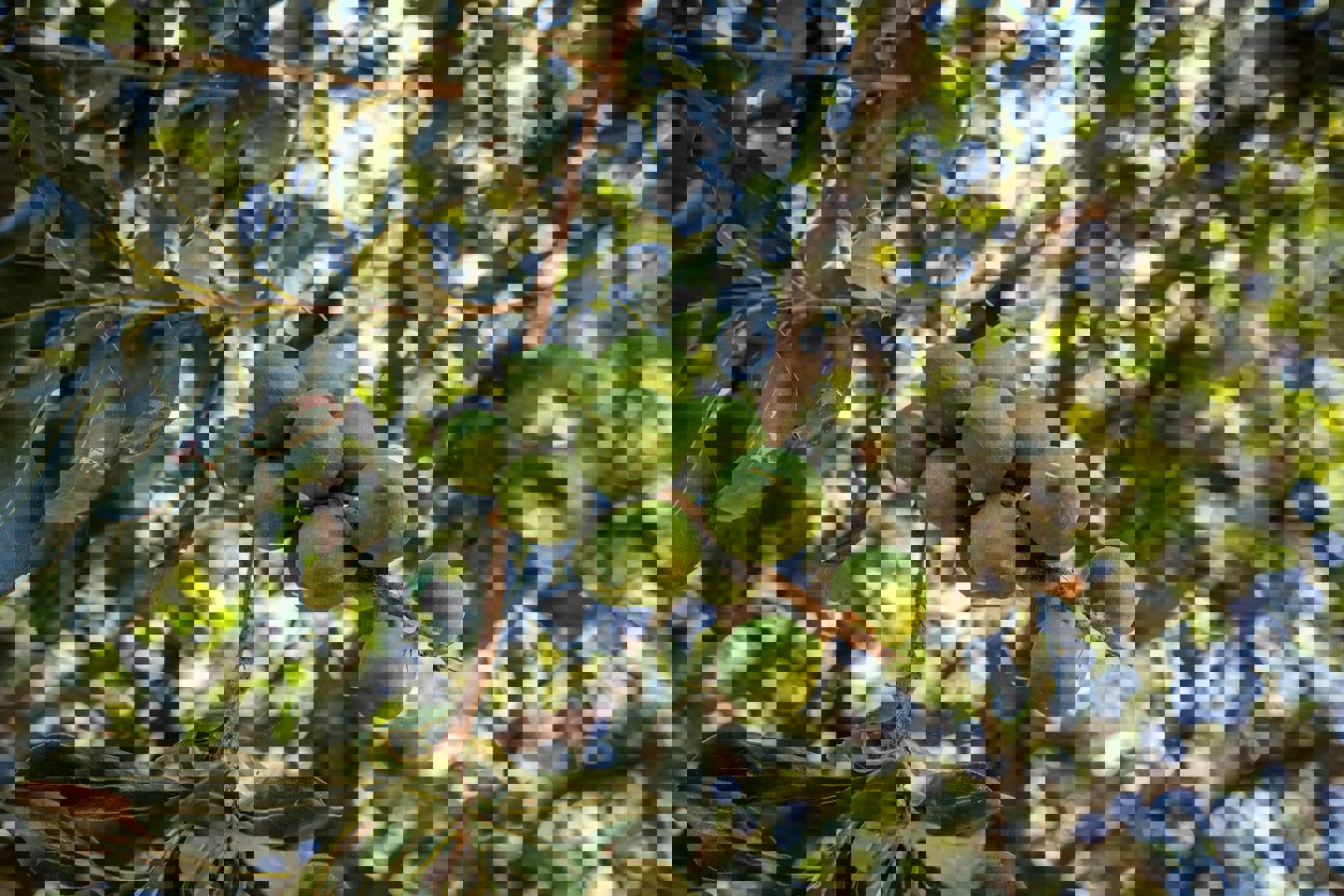 a bunch of green macadamia nuts hanging from a tree