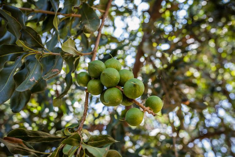 a bunch of green macadamia nuts hanging from a tree