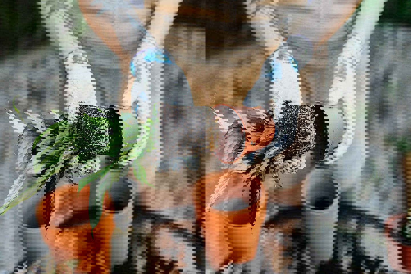 a person is holding a potted plant in their hands