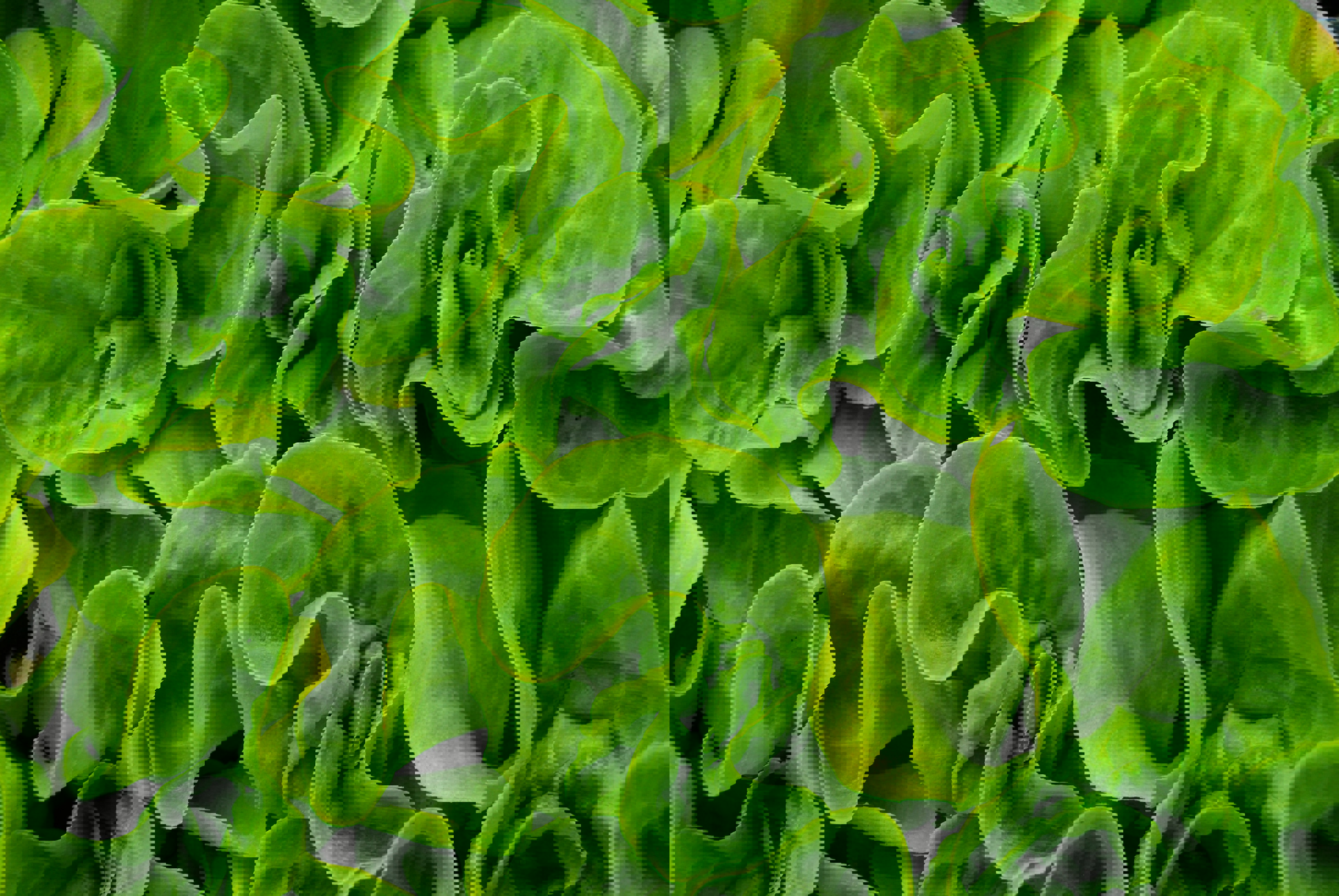 a close up of a bunch of green lettuce leaves