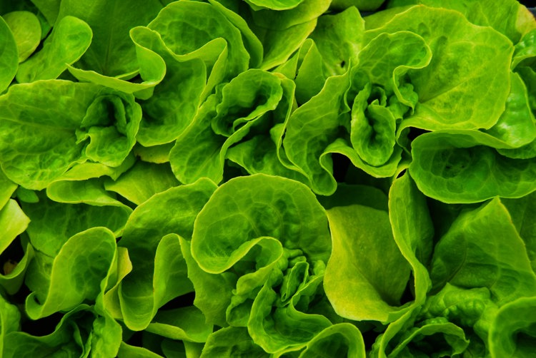 a close up of a bunch of green lettuce leaves